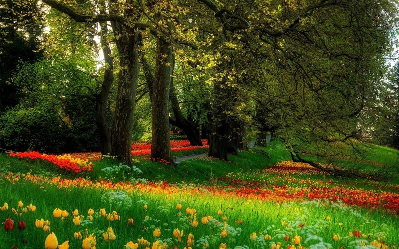 Tulip Field under Trees — Green, Serene, Afternoon, Photograph, Flowers