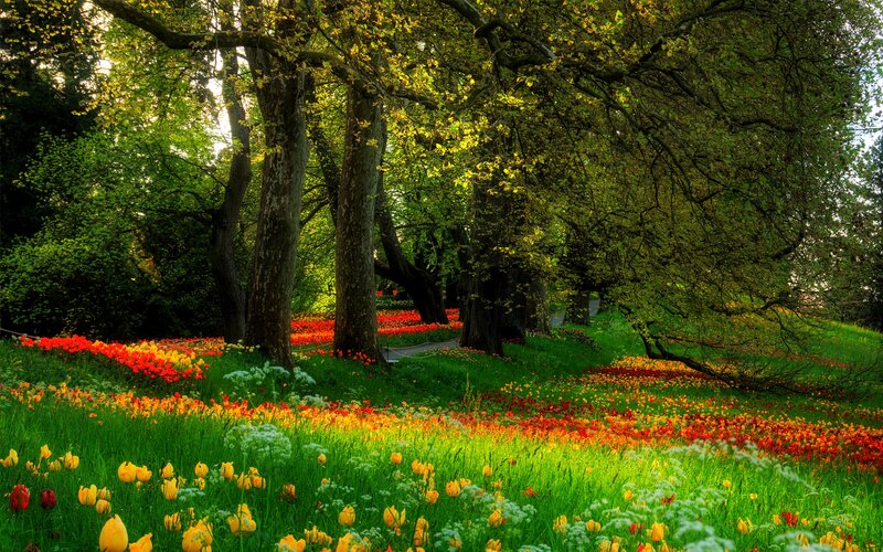 Tulip Field under Trees — Green, Serene, Afternoon