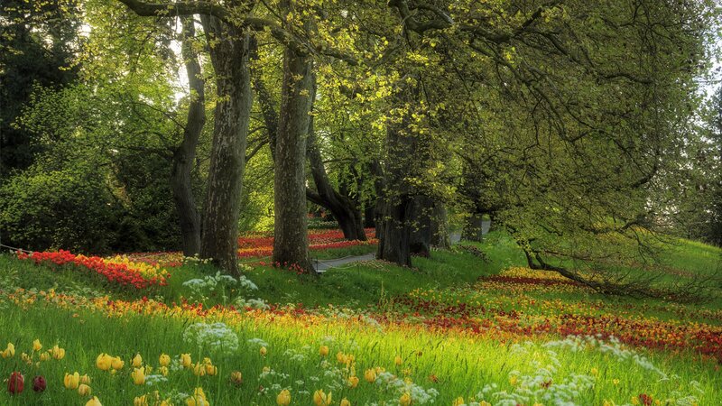Tulip Field under Trees — Green, Serene, Spring, Photograph, Flowers, Grass, Yellow, Red