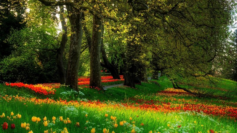 Tulip Field under Trees — Green, Serene, Spring, Photograph, Flowers