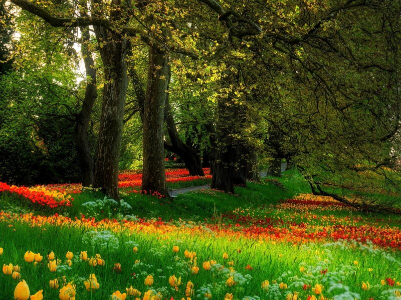 Tulip Field under Trees — Green, Serene, Spring, Photograph
