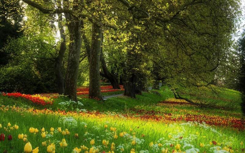 Tulip Field under Trees — Green, Serene