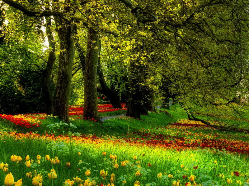 Tulip Field under Trees — Green