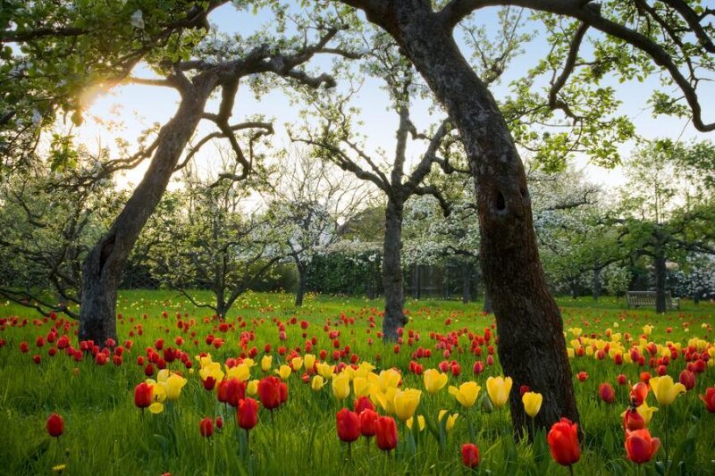 Tulip Field under Trees