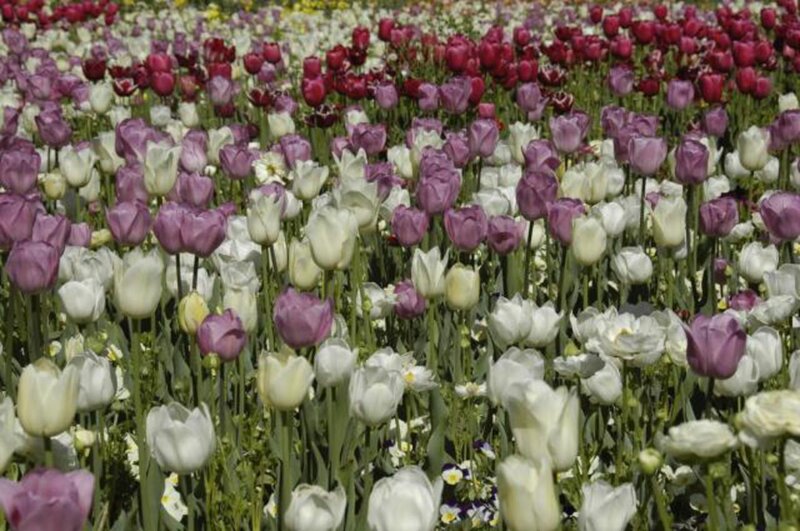 Tulip Field — White