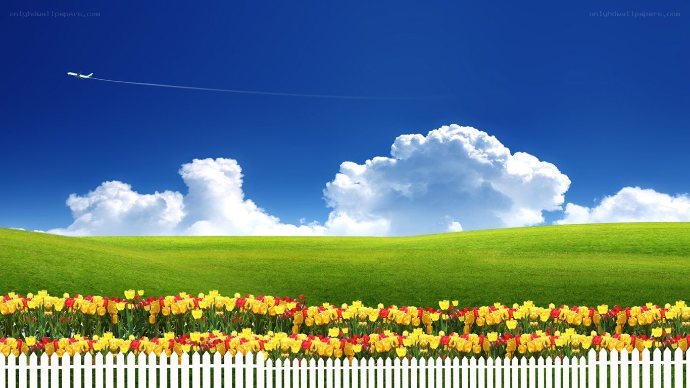 Tulip field with airplane