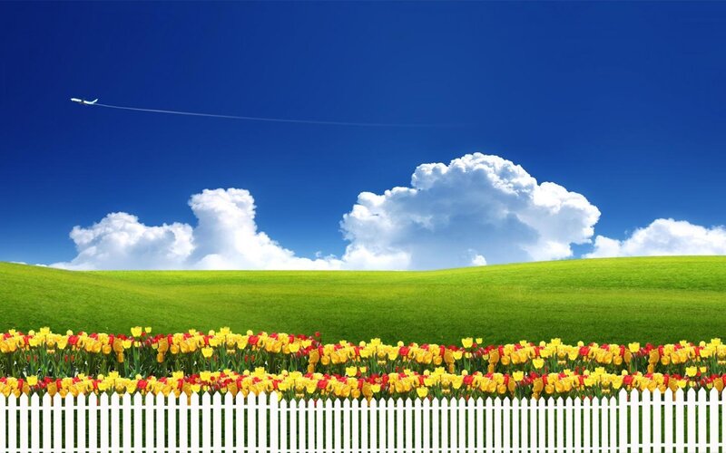 Tulip field with airplane