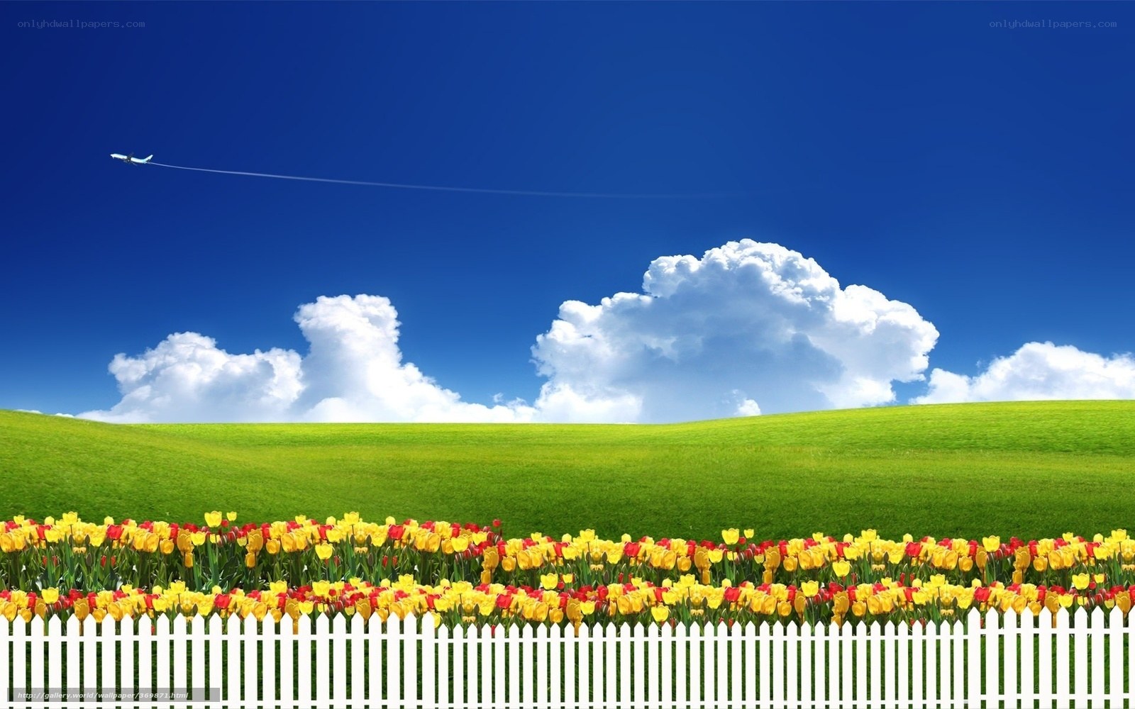 Tulip field with airplane