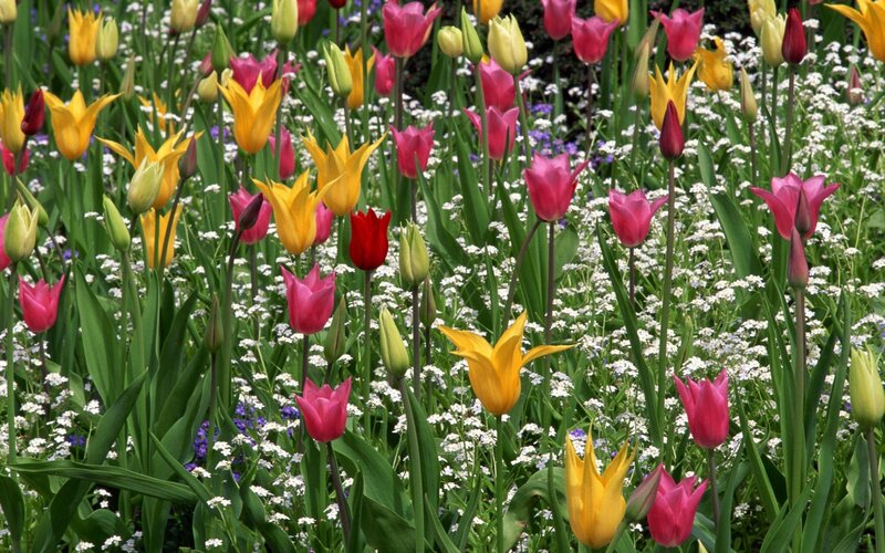 Tulip Field with Baby's Breath