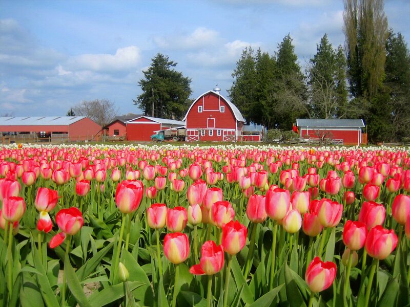 Tulip Field with Barn