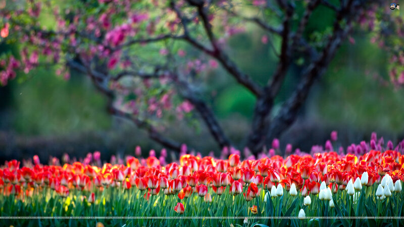 Tulip Field with Blossoms