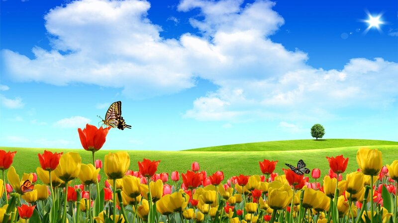 Tulip Field with Butterflies — Green, Serene