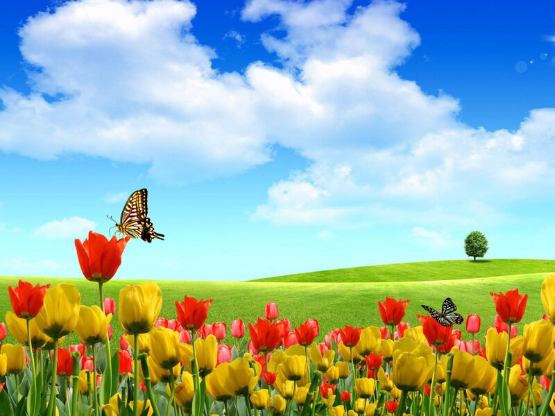 Tulip Field with Butterflies — Green