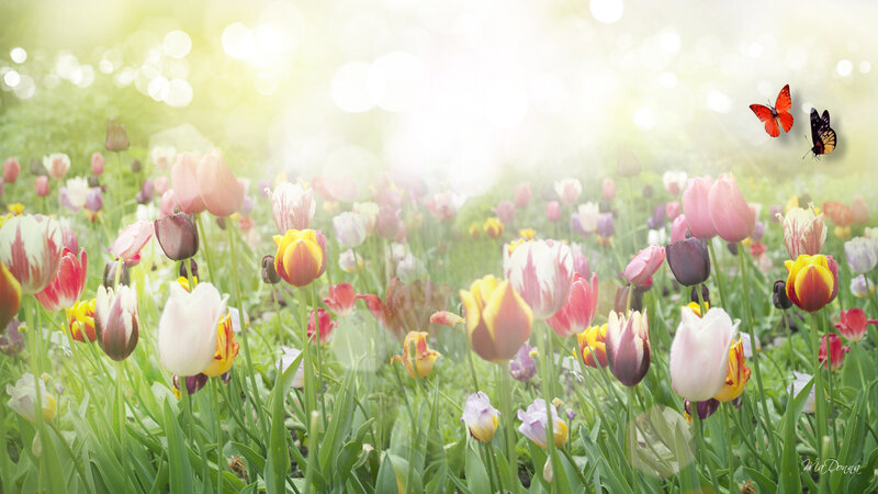 Tulip Field with Butterflies — Pink