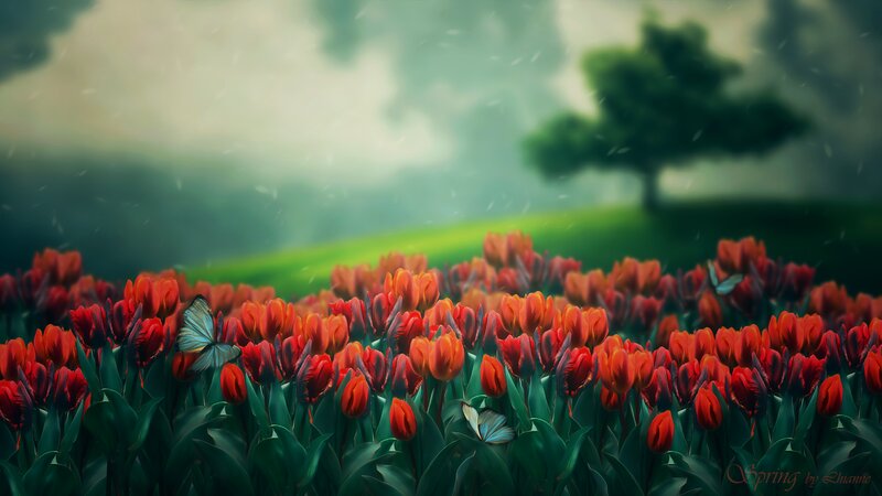Tulip Field with Butterflies — Red