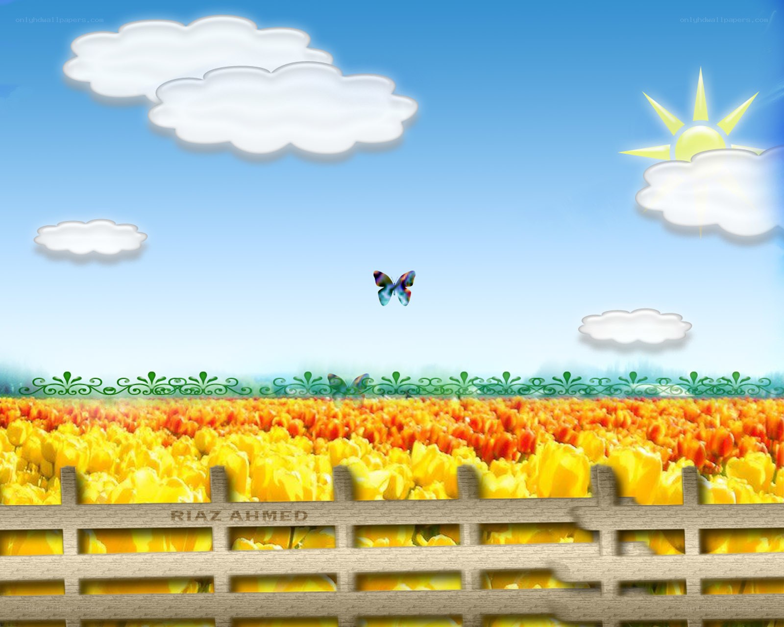 Tulip field with butterfly