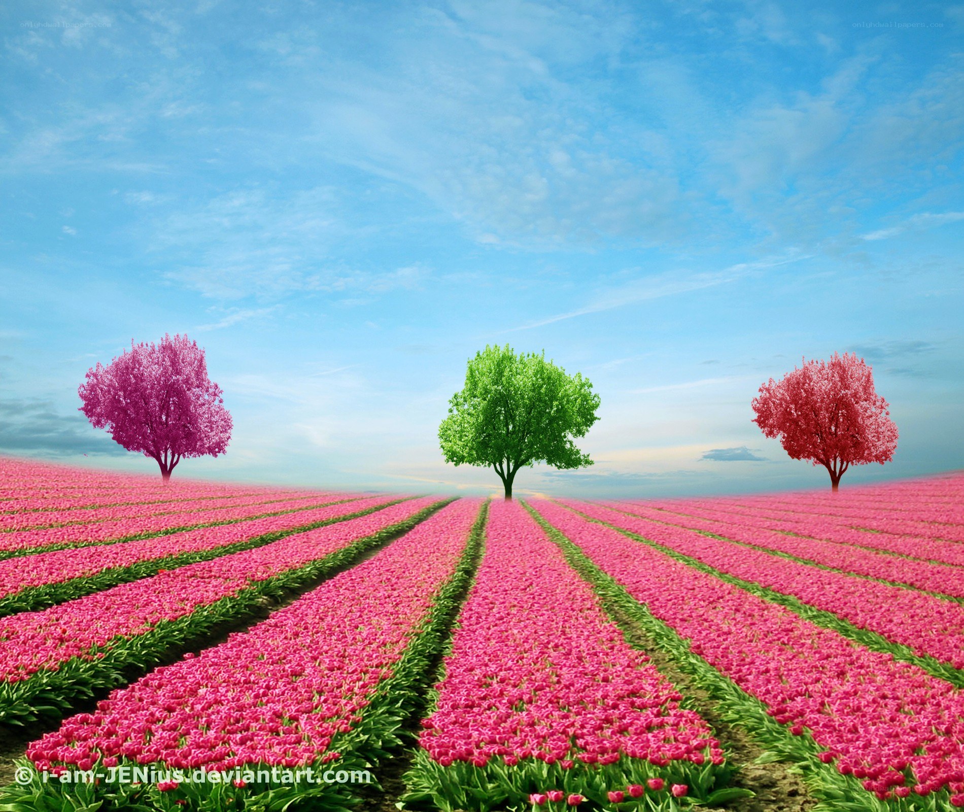 Tulip field with colorful trees