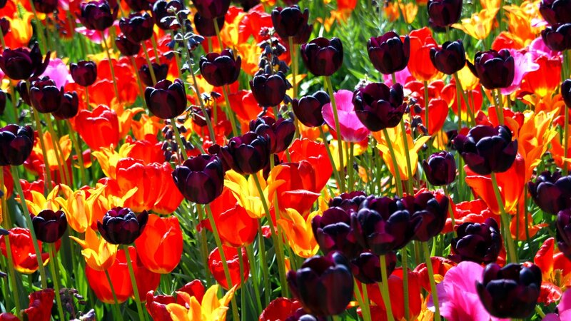 Tulip Field with Dark Blooms