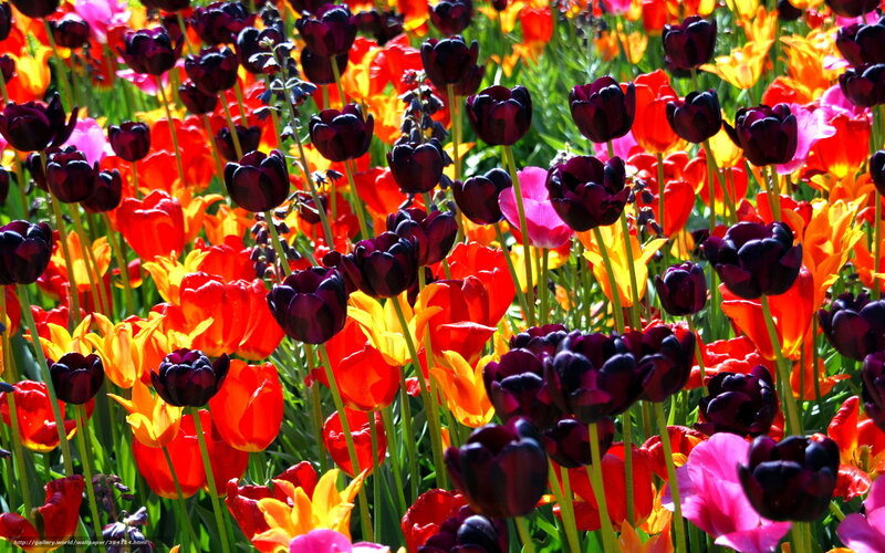 Tulip Field with Dark Purple