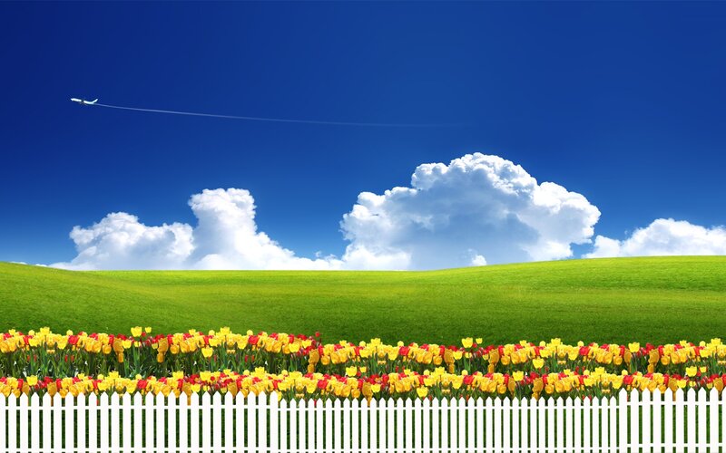 Tulip Field with Fence