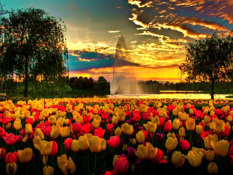 Tulip Field with Fountain