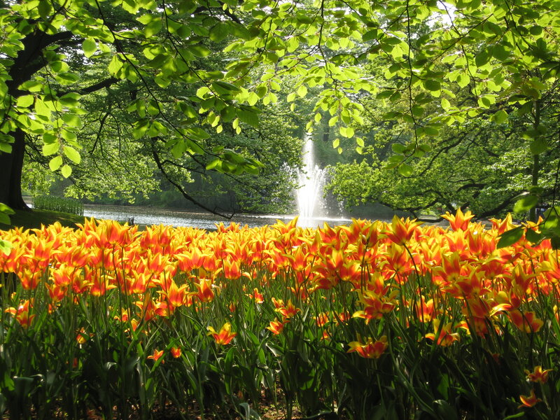 Tulip Field with Fountain — Yellow, Serene