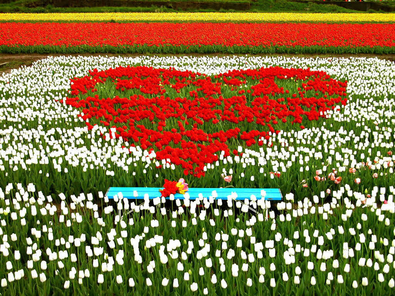 Tulip field with heart design