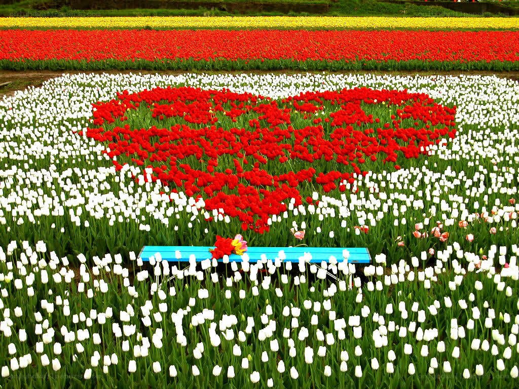 Tulip field with heart design