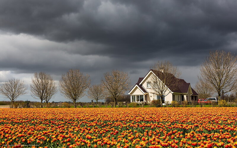 Tulip Field with House