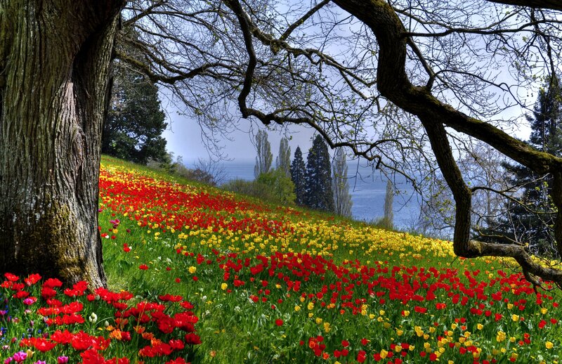 Tulip Field with Lake