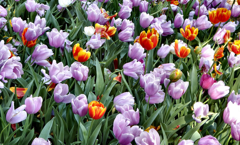 Tulip Field with Mixed Colors — Purple