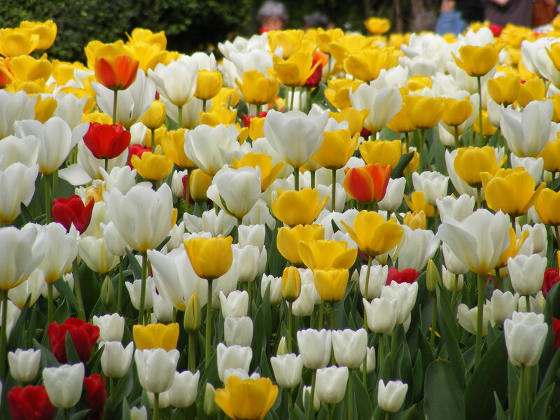 Tulip Field with Mixed Colors