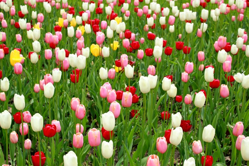 Tulip Field with Mixed Colors — White