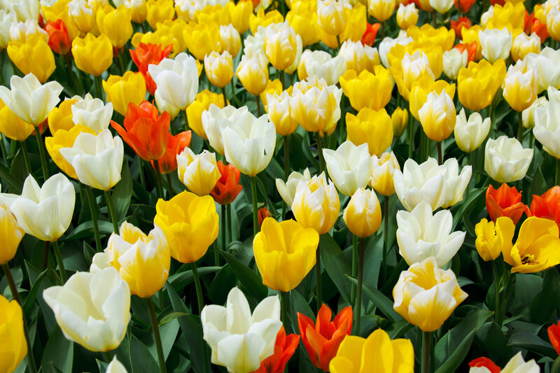 Tulip Field with Mixed Colors — Yellow