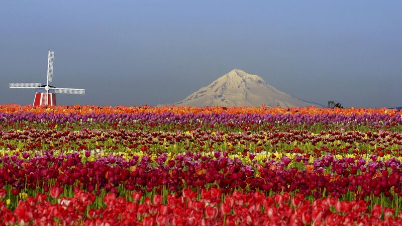 Tulip Field with Mountain — Red, Serene