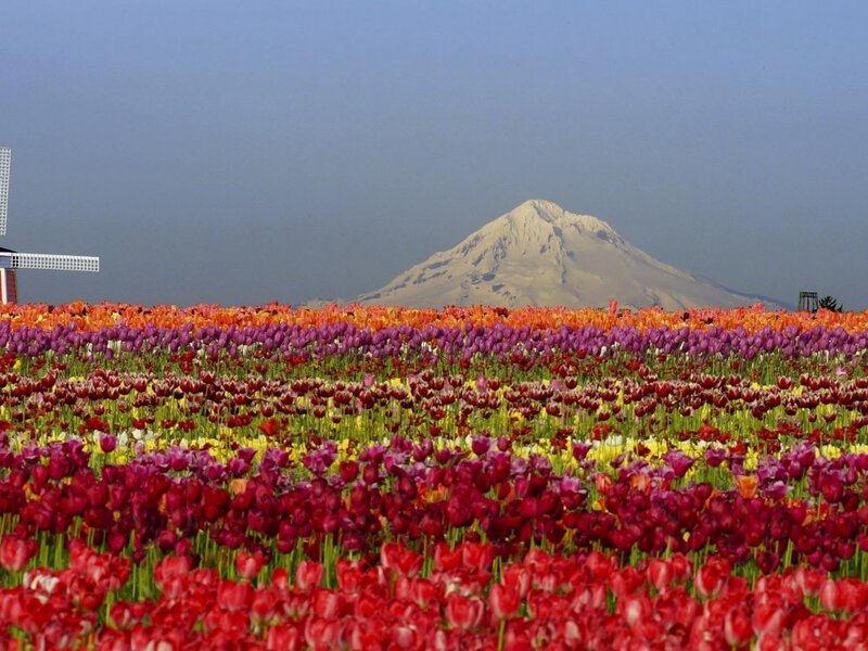 Tulip Field with Mountain — Red