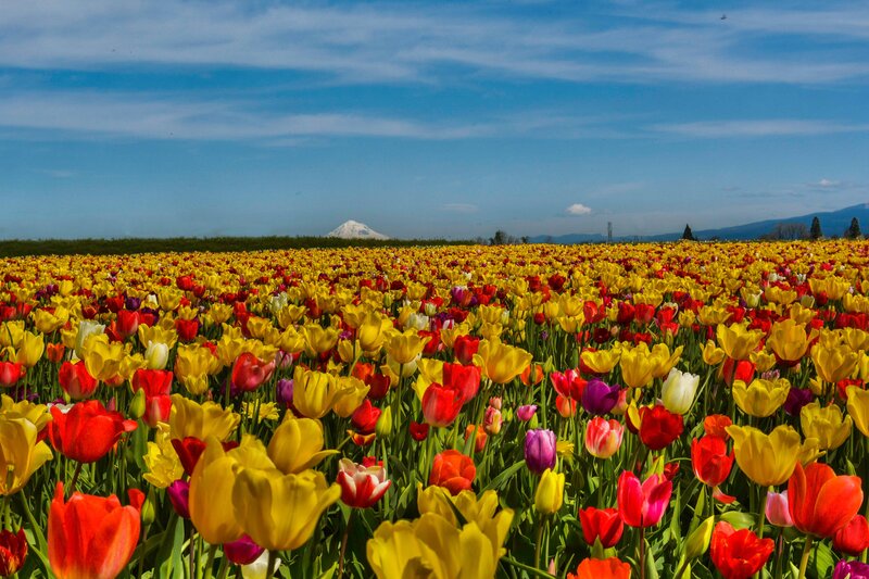 Tulip Field with Mountain — Yellow