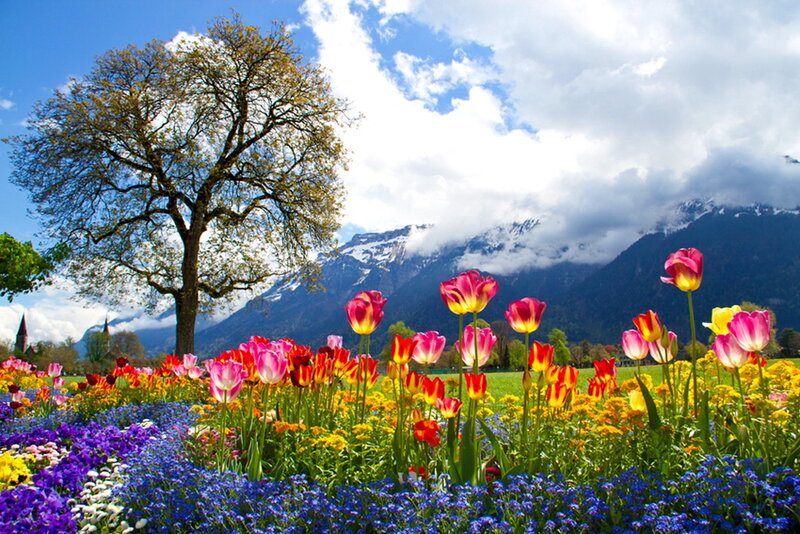 Tulip Field with Mountains — Blue