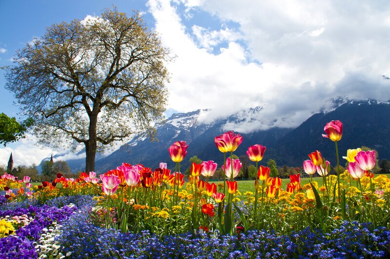 Tulip Field with Mountains — Pink, Serene