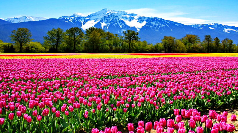 Tulip Field with Mountains — Pink