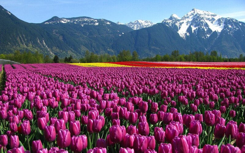 Tulip Field with Mountains — Purple, Serene, Spring, Photograph, Trees