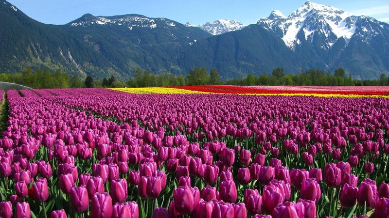 Tulip Field with Mountains — Purple, Serene, Spring