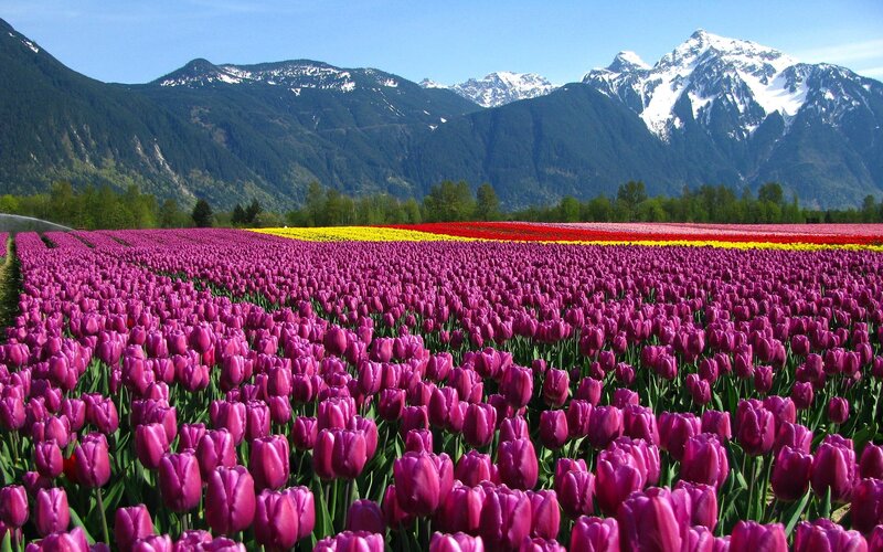 Tulip Field with Mountains — Purple, Serene