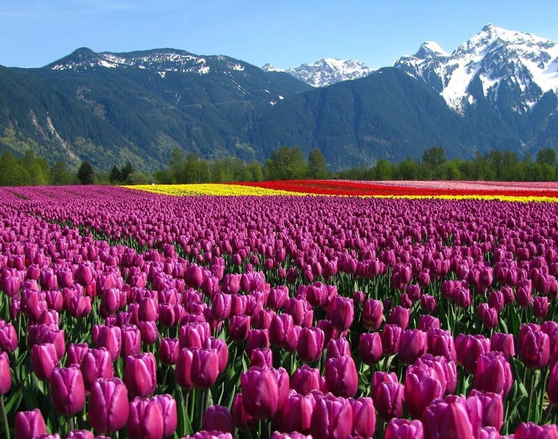 Tulip Field with Mountains — Purple