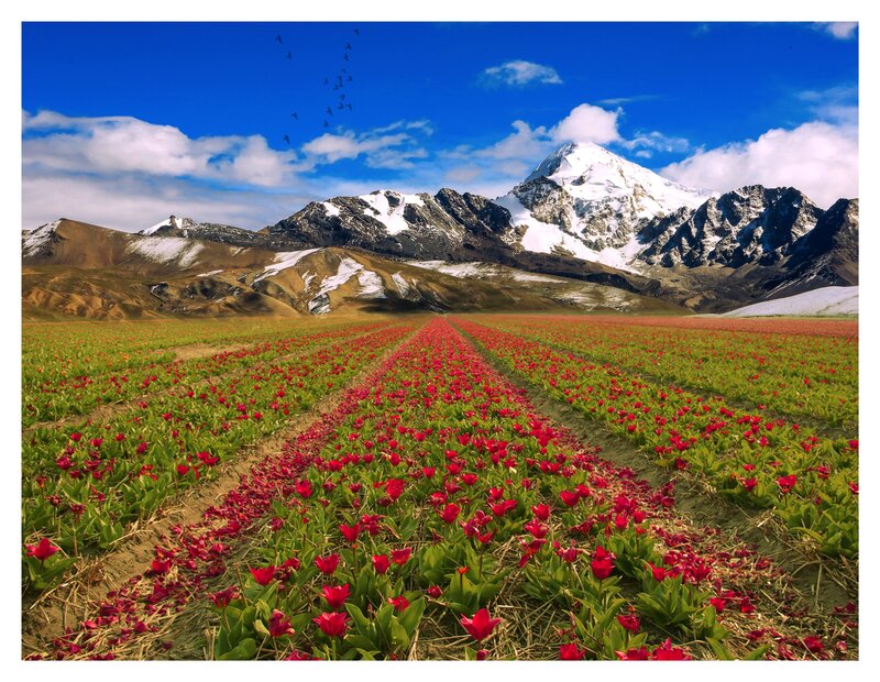 Tulip Field with Mountains — Red, Serene