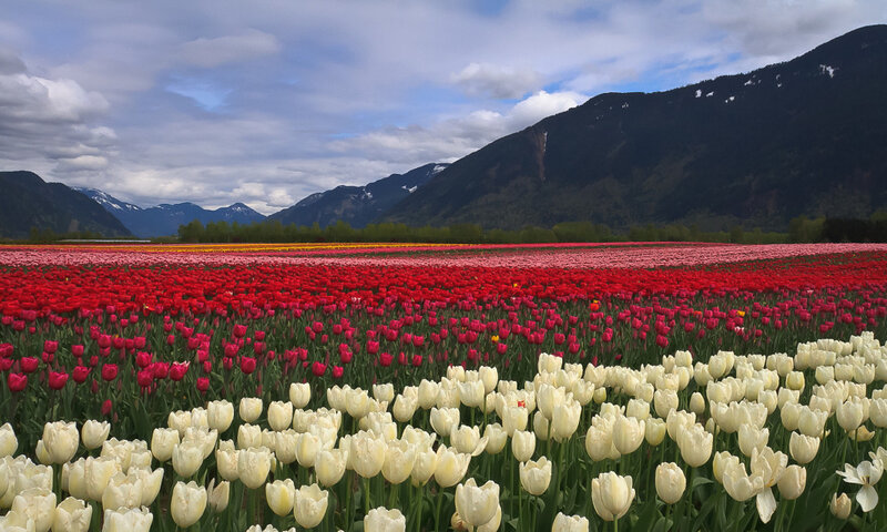 Tulip Field with Mountains — Red
