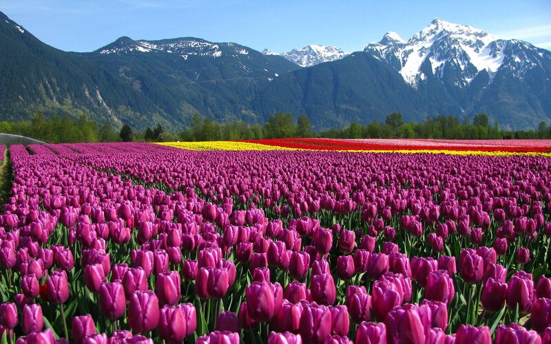 Tulip Field with Mountains