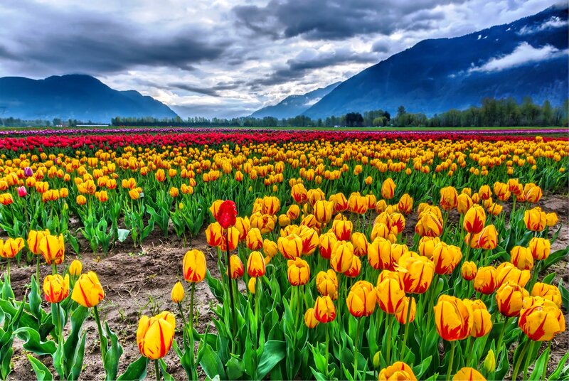 Tulip Field with Mountains — Yellow, Dramatic