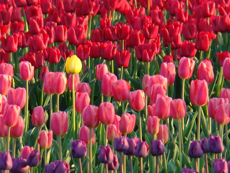 Tulip Field with One Yellow Tulip