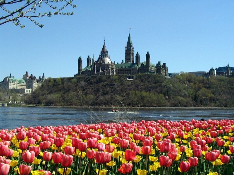 Tulip Field with Parliament — Red, Serene